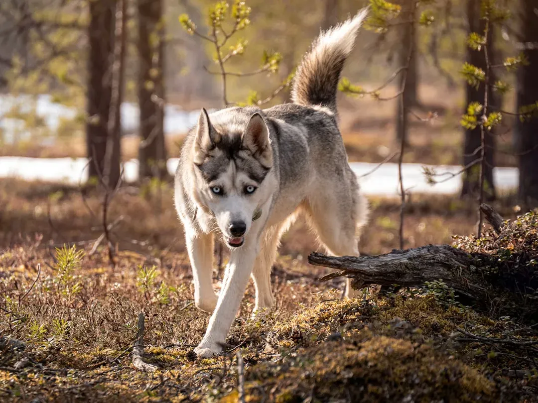 Siberian Husky: The Escape Artist (Image Credits: Unsplash)