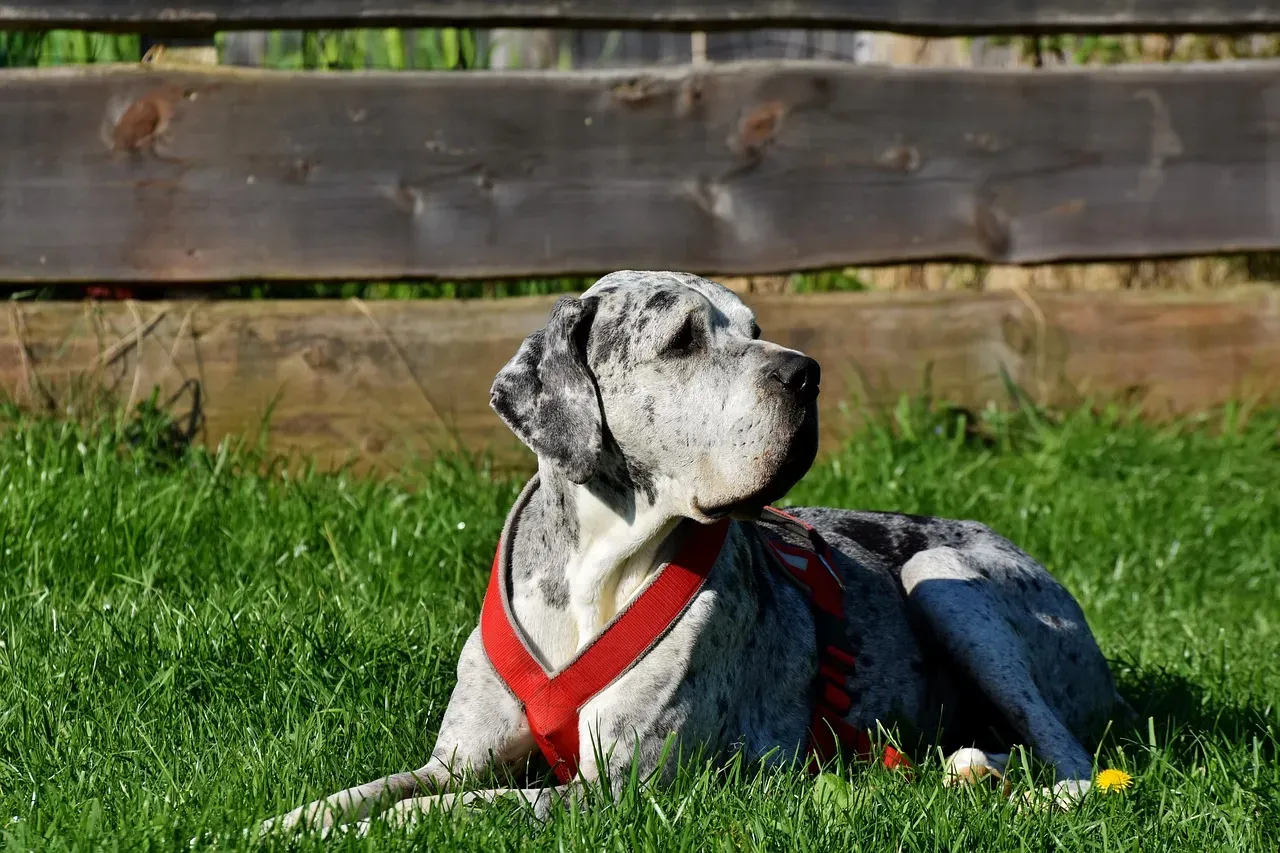 #6 - The Dog Has a History of Coping in New Places (Image Credits: Pixabay)
