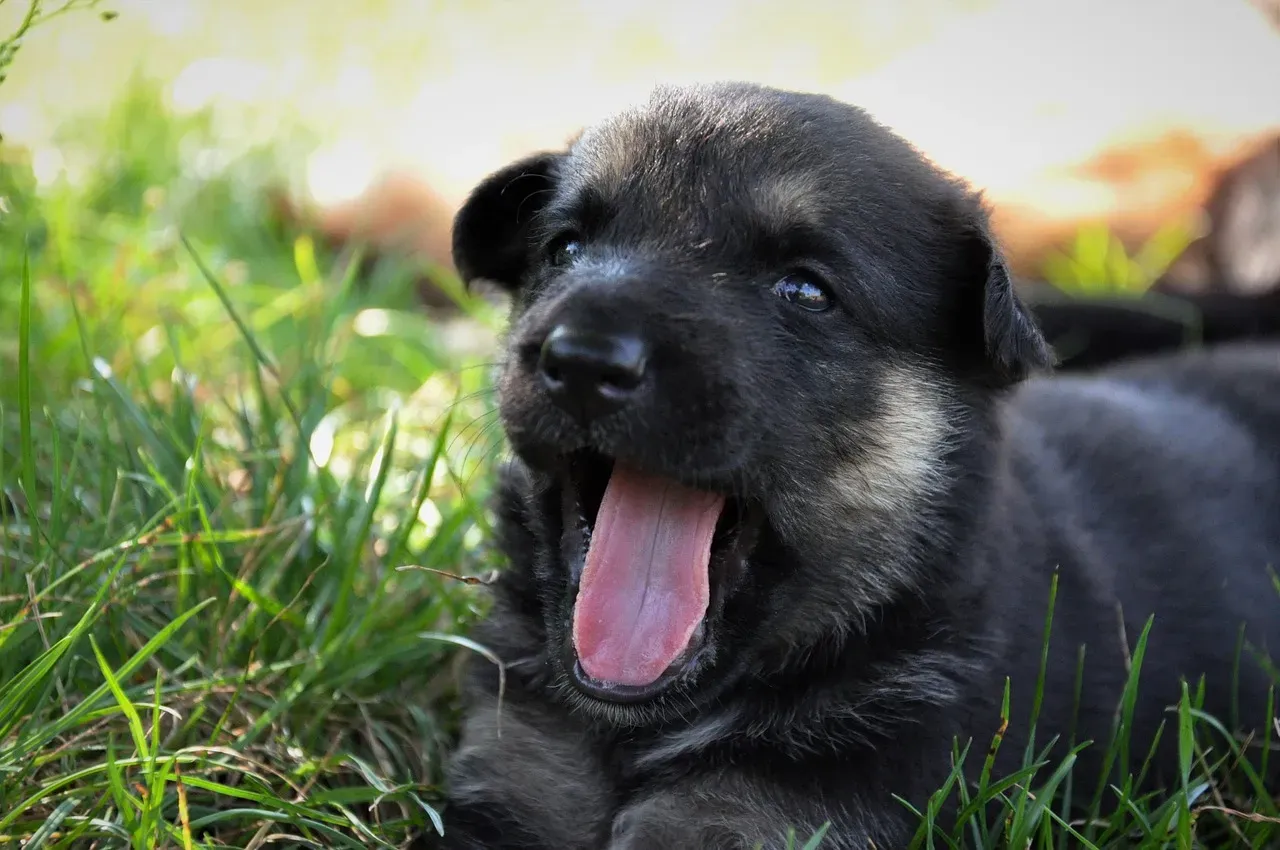 Familiar Faces: Why Dogs Yawn More With Their Own Humans (Image Credits: Pixabay)