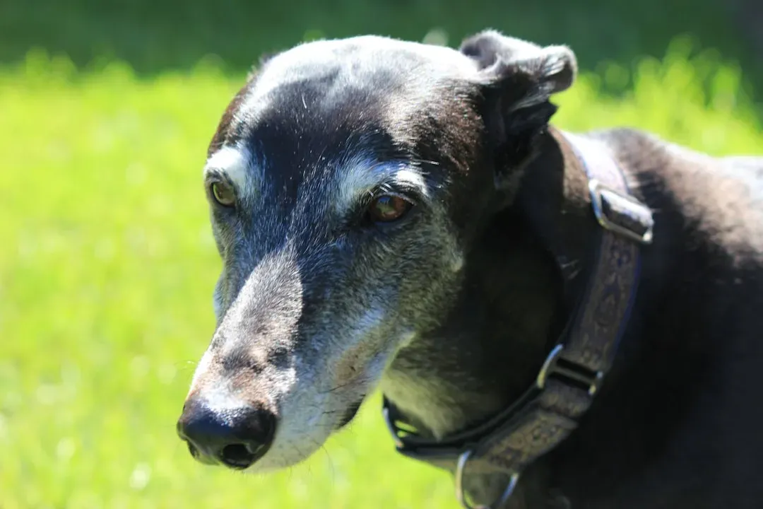 9. Greyhound (Adult) (Image Credits: Unsplash)