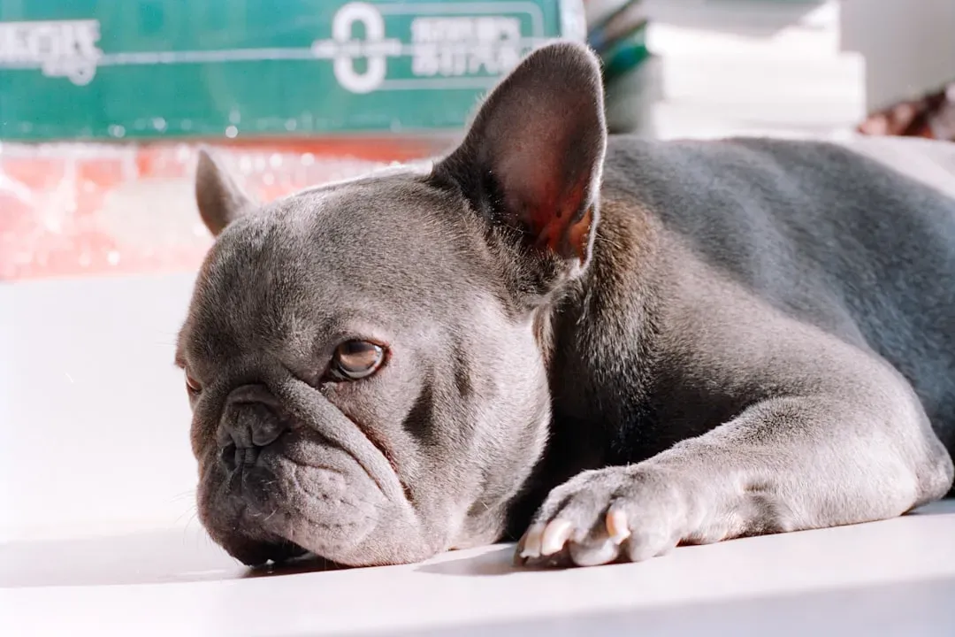 They Struggle Deeply With Being Left Alone (Image Credits: Unsplash)