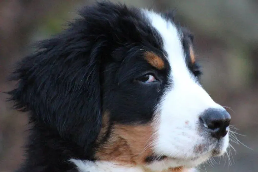 They Steal Quick Glances Then Look Away (tracydonald, Flickr, CC BY 2.0)