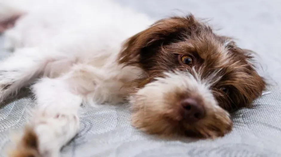 #11 - Your Dog's Default State When Absolutely Nothing Is Happening (Image Credits: Pexels)