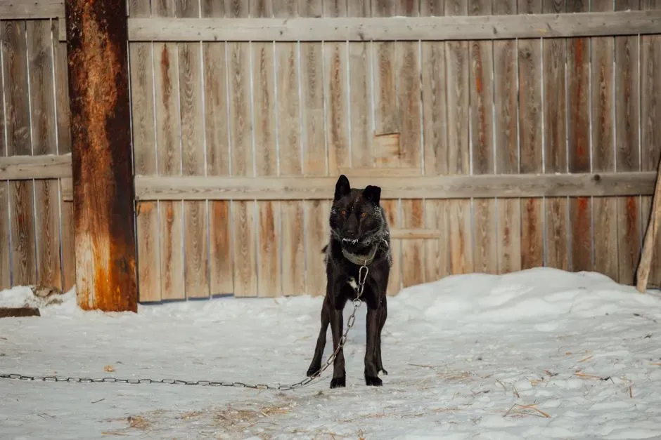 What “Secure Base” Really Means in Dog Psychology (Image Credits: Pexels)