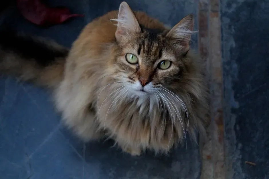3. Domestic Longhair: Fluffy Without the Designer Price Tag (Image Credits: Pexels)
