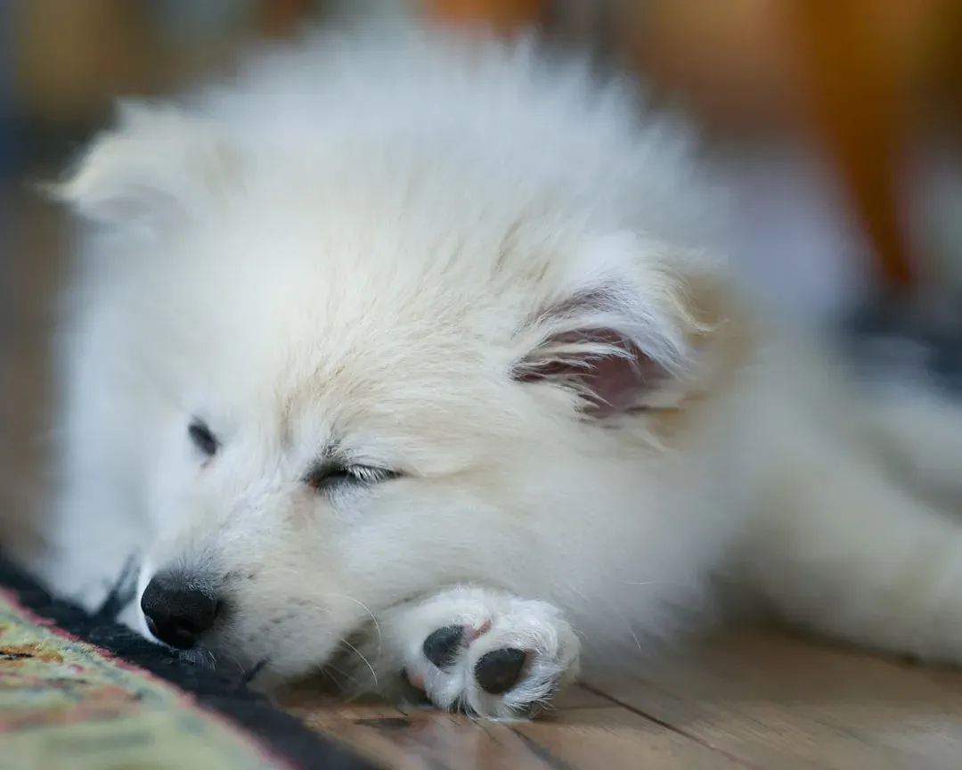 The Science Behind Those Adorable Sleep Twitches (Image Credits: Unsplash)