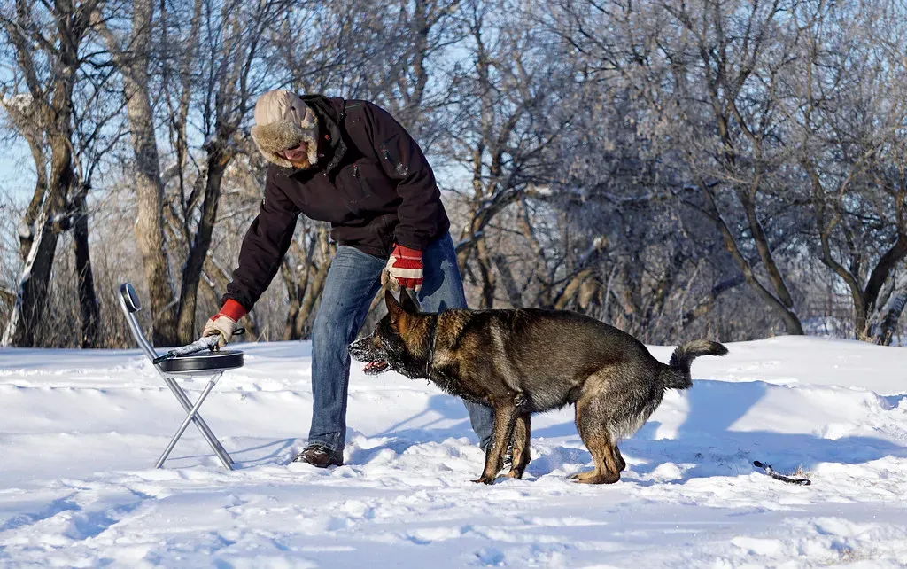 German Shepherd: The Intense Guardian (Image Credits: Flickr)