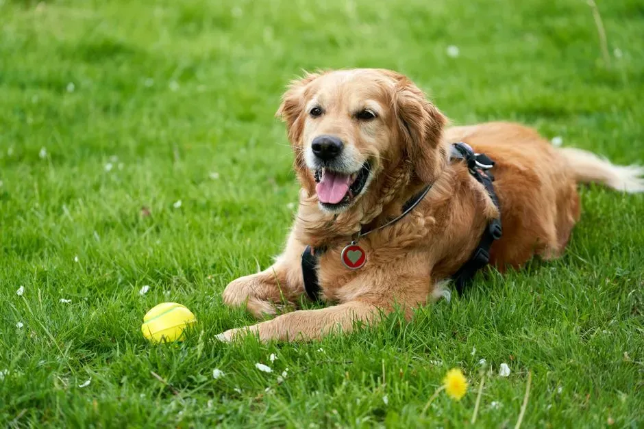 Unwavering Loyalty: The Tale of Gracie (Image Credits: Pexels)