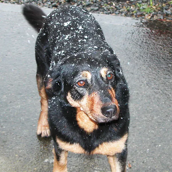 When Your Dog Becomes Their Own Worst Enemy (Image Credits: Flickr)