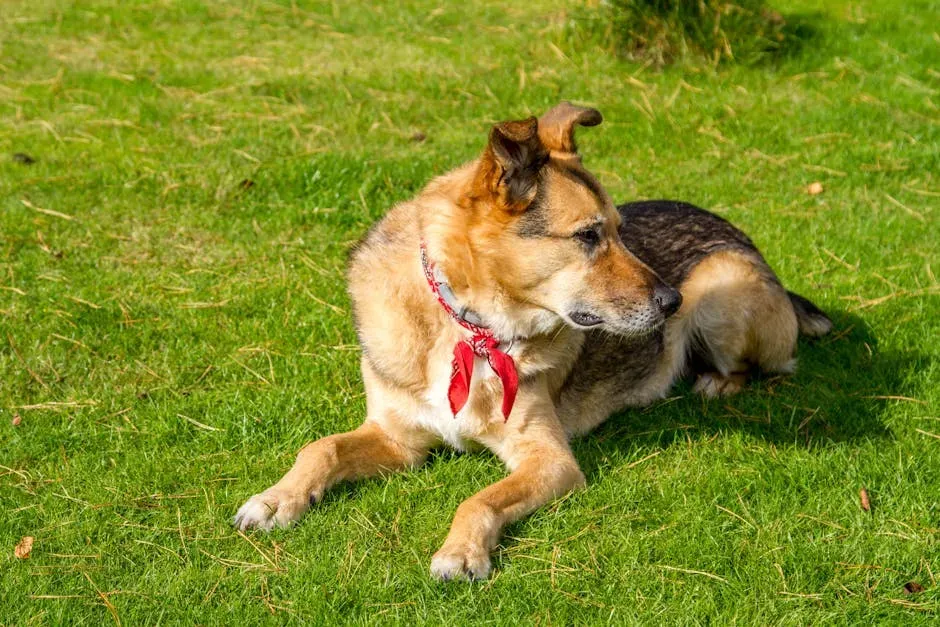 6. The Contented Sigh (Image Credits: Pexels)