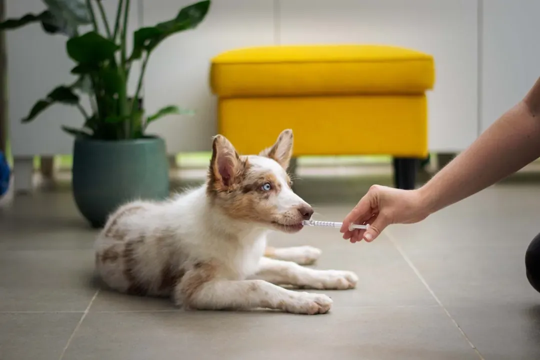 #12 - Saying No to Gold-Standard Care Doesn't Make You a Bad Owner (Image Credits: Unsplash)
