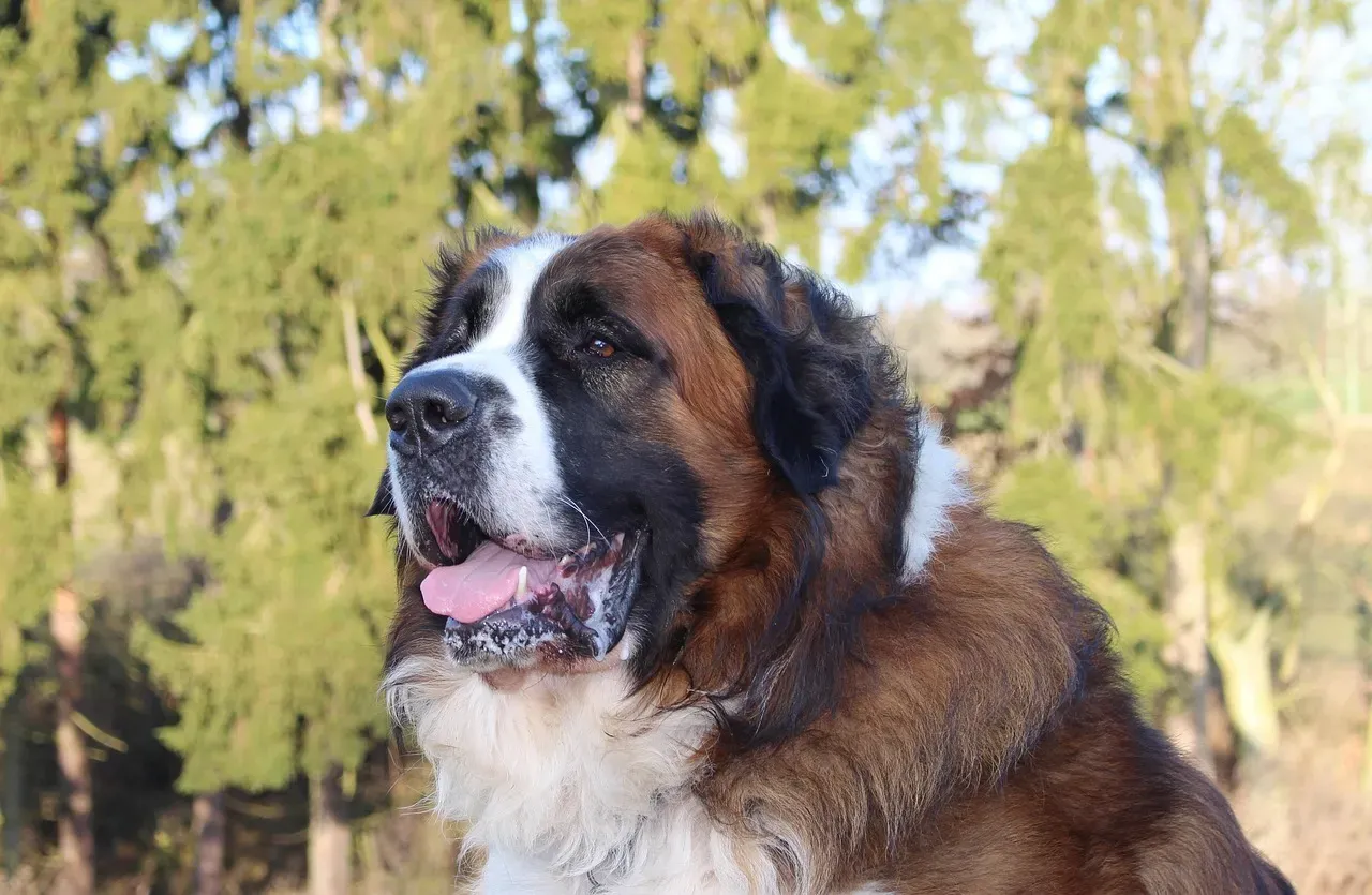 Final Thoughts: The Best Watchdog Is a Well-Loved Dog (Image Credits: Pixabay)