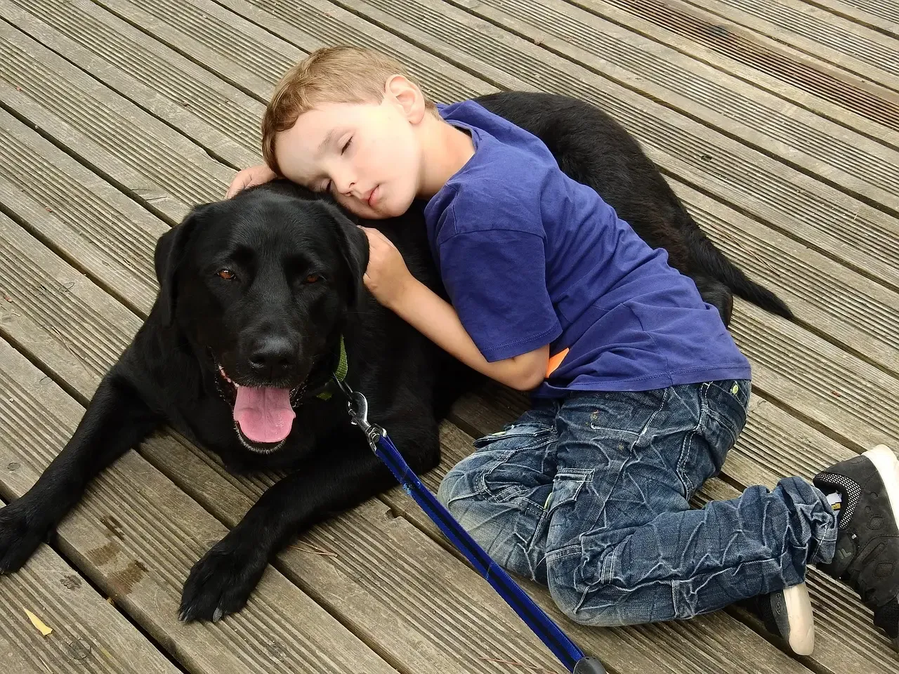 2. Labrador Retriever: America's Favorite Snuggle Buddy (Image Credits: Pixabay)