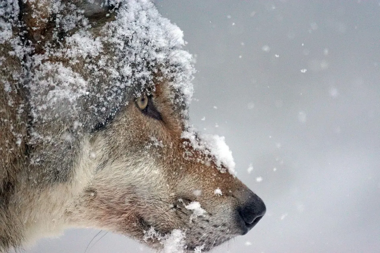 #3 Gemini (May 21 – June 20): The Eurasian Wolf (Image Credits: Pixabay)