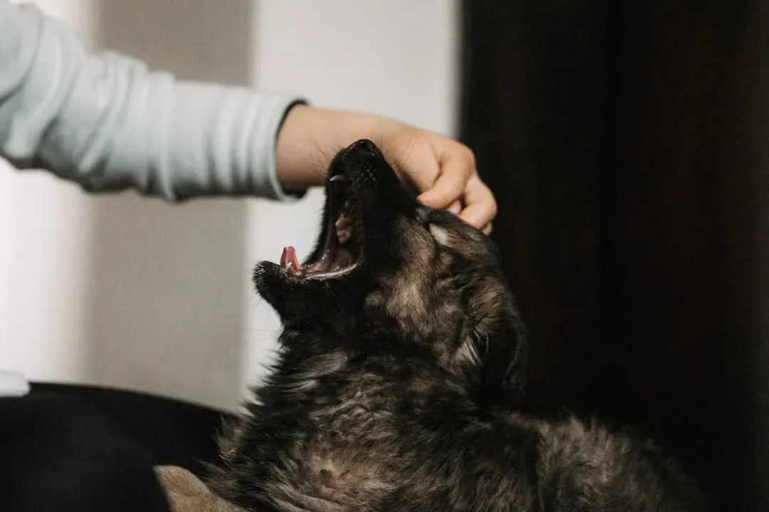 Mistake #2: Ignoring Your Dog's Stress Signals (Image Credits: Unsplash)