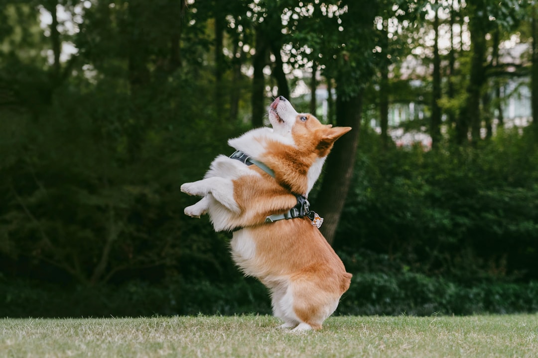Pembroke Welsh Corgis: The Cheerful Motivators (Image Credits: Unsplash)