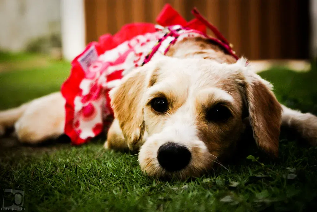 Gifts, Zoomies, and the Emotional Sync You Didn't Know Was Happening (Dan Queiroz, Flickr, CC BY 2.0)