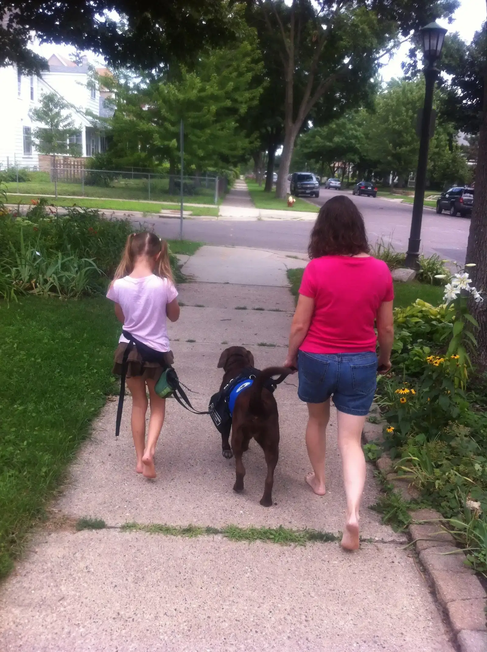 The Labrador Retriever: All-Weather Adventure Partner (Image Credits: Wikimedia)