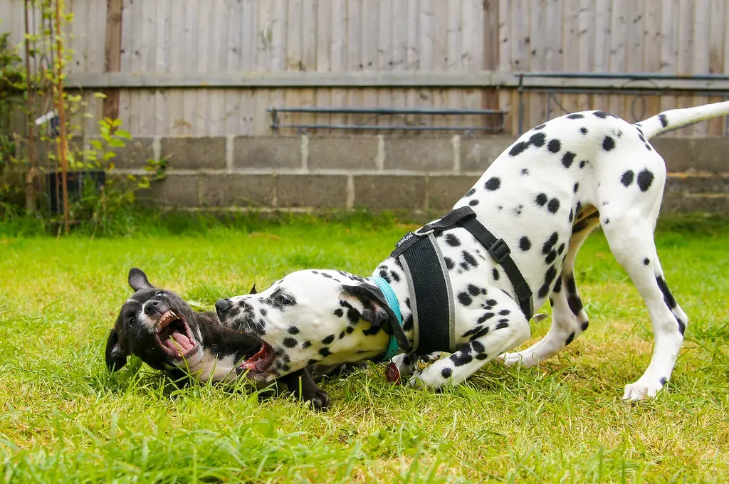 #7 – Boundary-Respecting Play (Stewart Black, Flickr, CC BY 2.0)