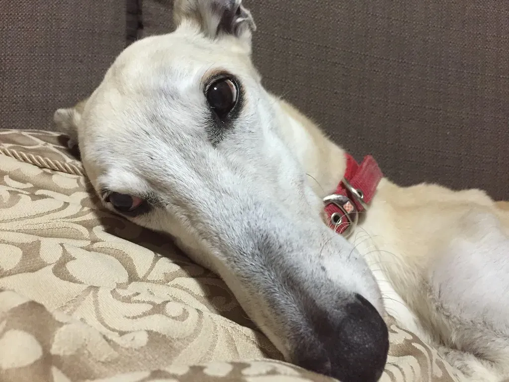 Greyhounds (Image Credits: Flickr)