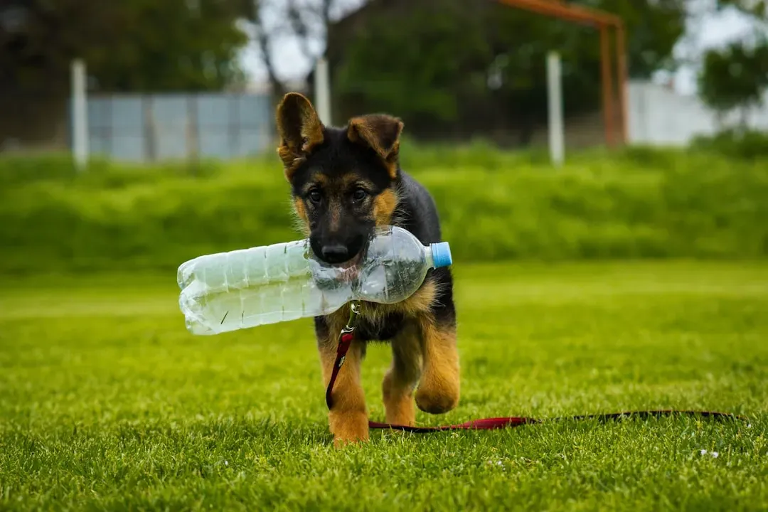 Plastic Bottles: The Crinkle Toy Alternative (Image Credits: Unsplash)