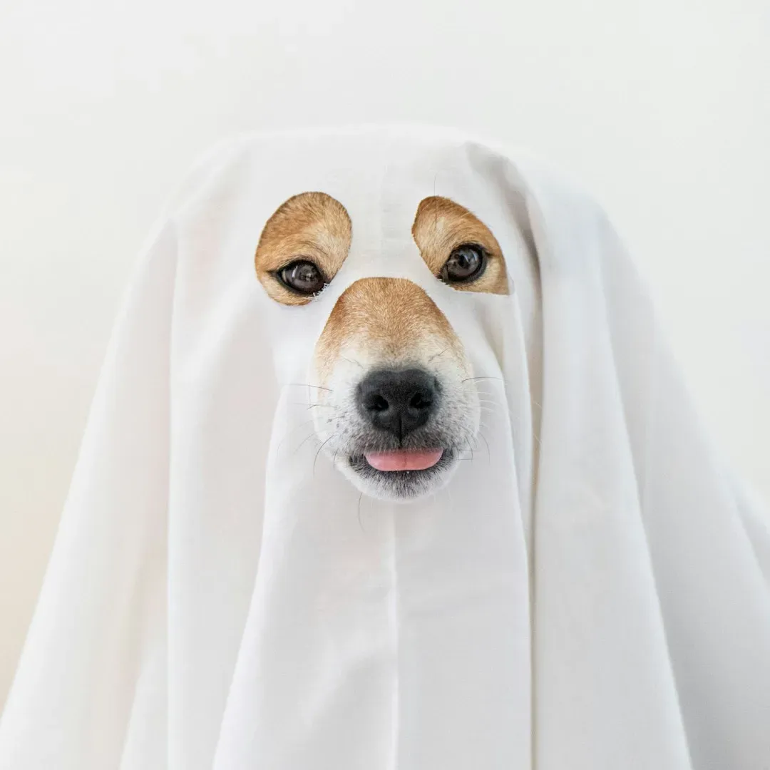 8. Forcing Them Into Costumes and Clothes (Image Credits: Unsplash)