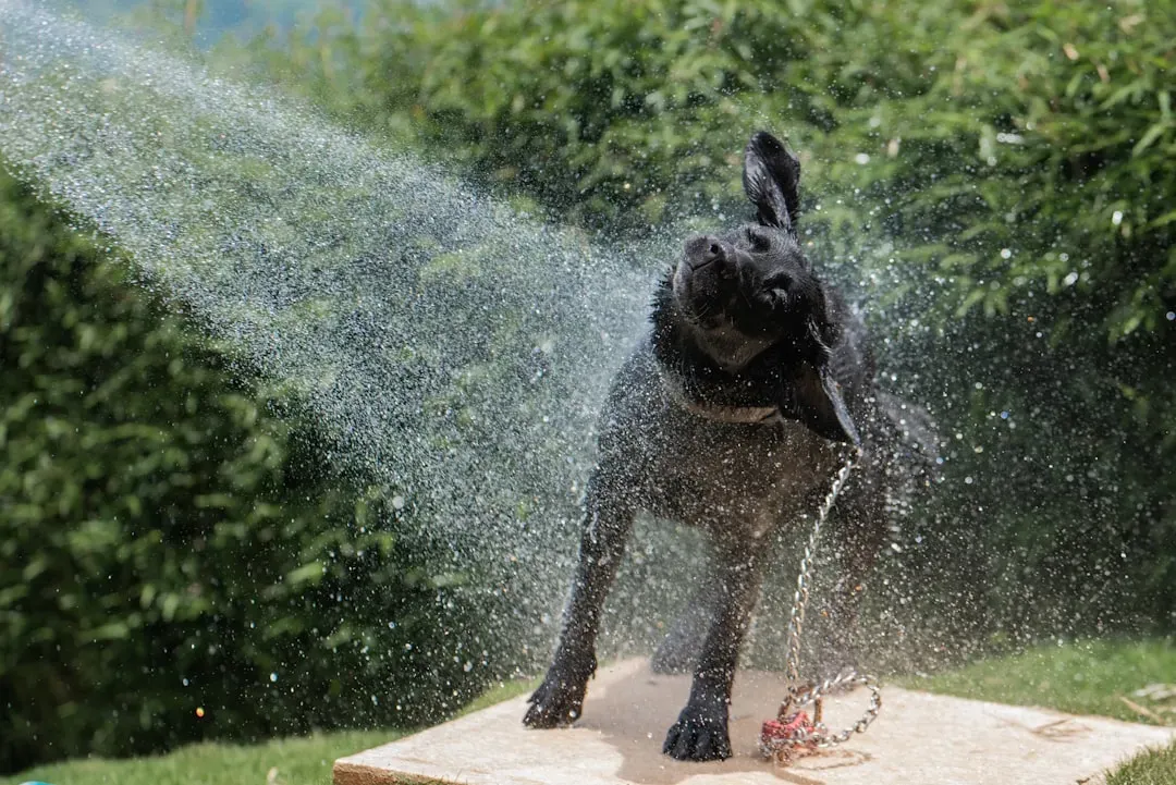#2 Heatstroke and Collapse After Walks in Hot Weather (Image Credits: Unsplash)