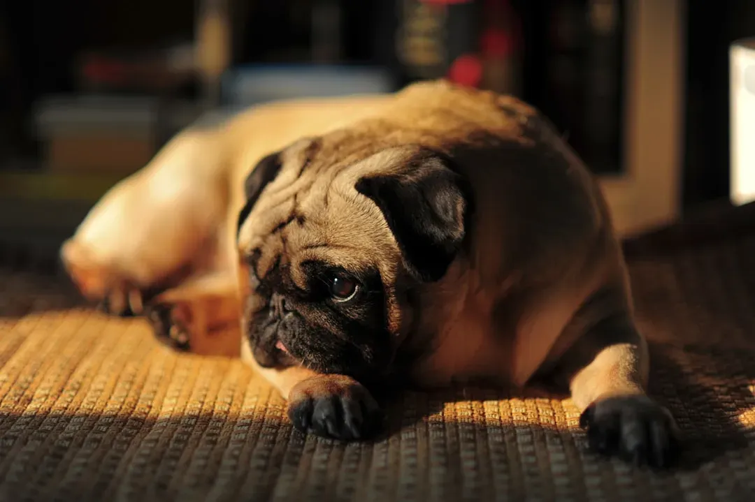 9. Pug: The Couch Philosopher Who Can't Be Bothered to Chase Anything (Image Credits: Unsplash)