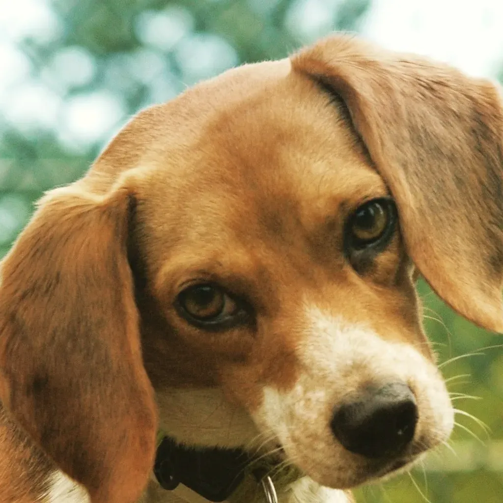 Hearing Problems, Ear Shape, And Health Can All Influence Tilting (hilaryhalliwell, Flickr, CC BY 2.0)