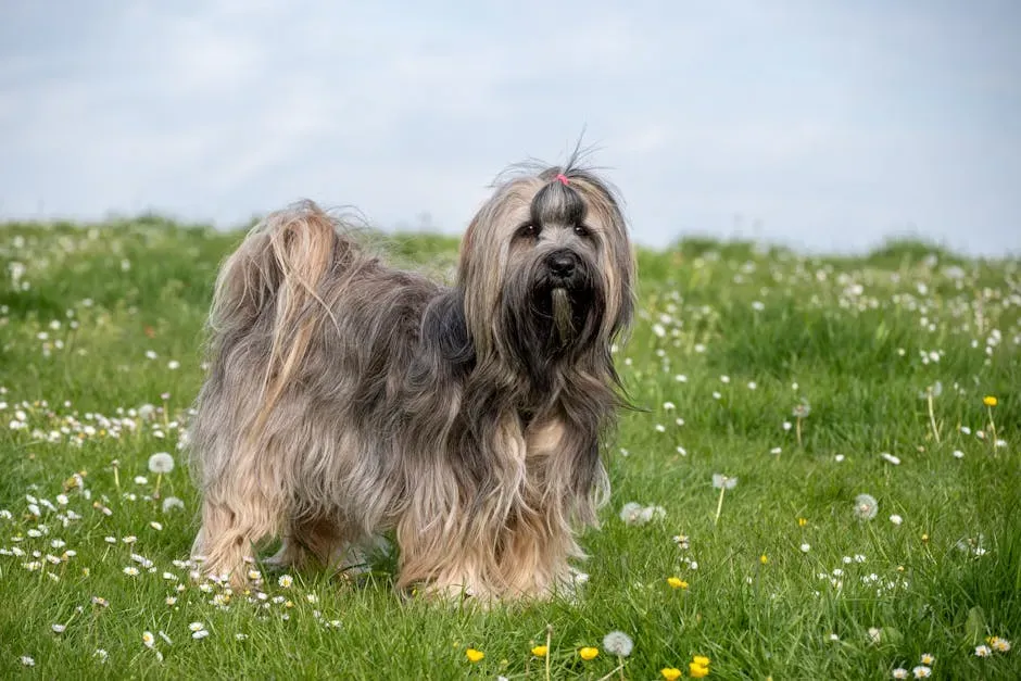 6. Tibetan Terrier: The Holy Dog of the Himalayas (Image Credits: Pexels)