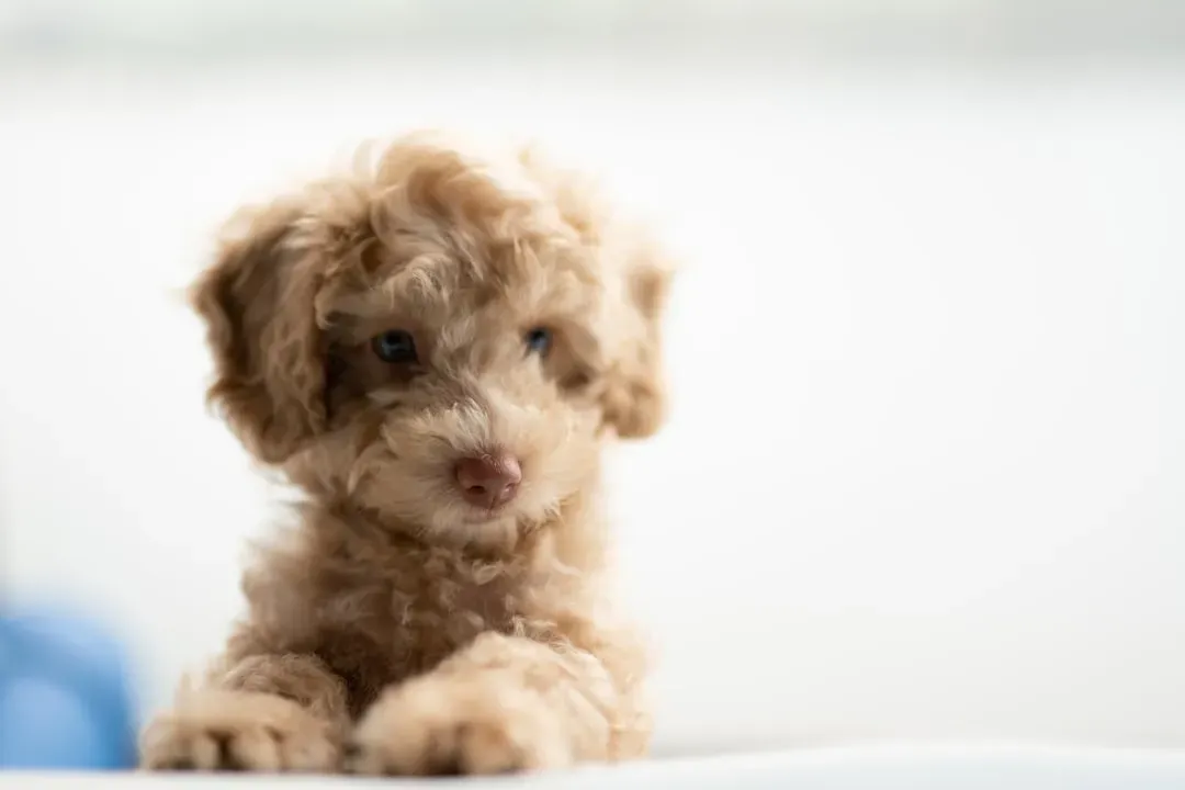 Poodle (Standard and Miniature): The Brainy Empath (Image Credits: Unsplash)