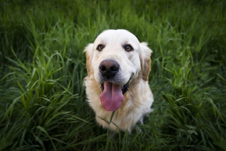 Pupil Dilation - The Emotional Barometer (Image Credits: Stocksnap)