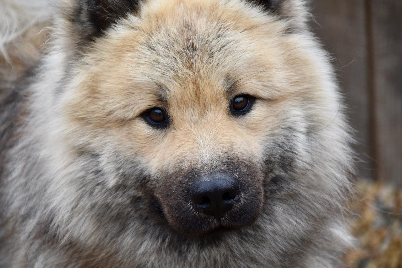 Soft Eyes and Gentle Gazes: Windows to Canine Contentment (Image Credits: Pixabay)