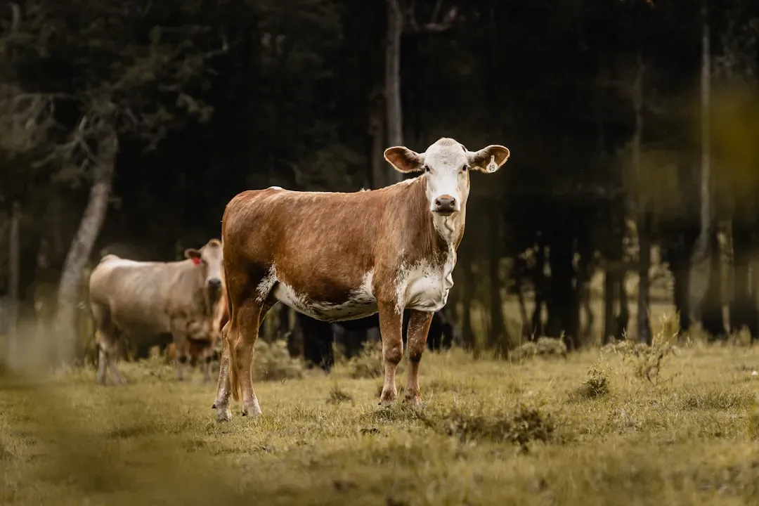 Alabama's Troubling Penalties and Glaring Gaps (Image Credits: Unsplash)