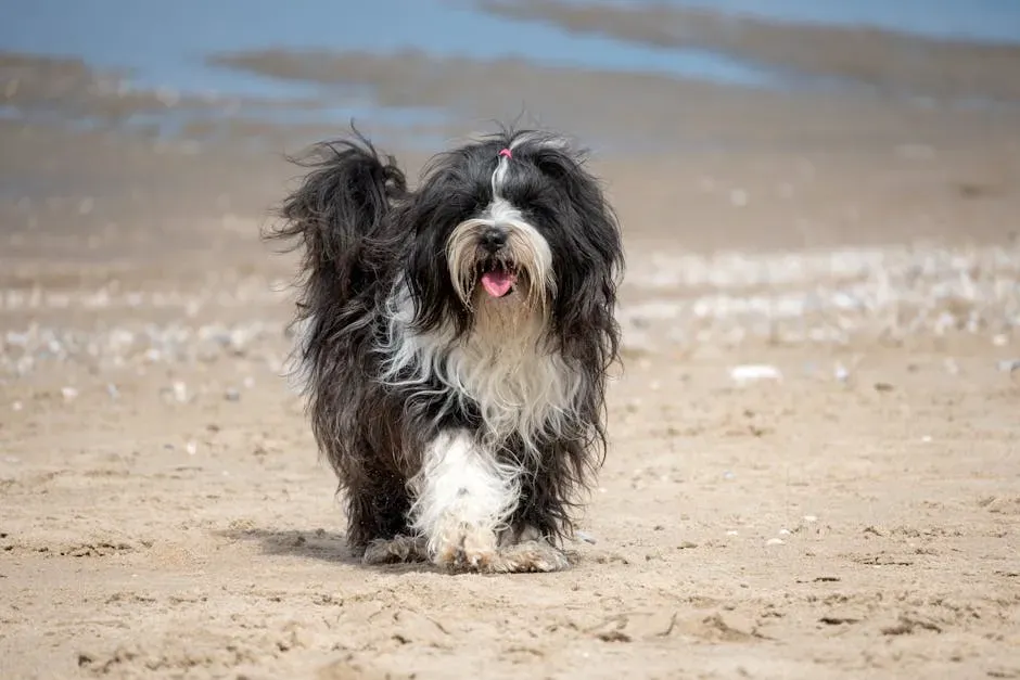 Tibetan Terrier (Image Credits: Pexels)