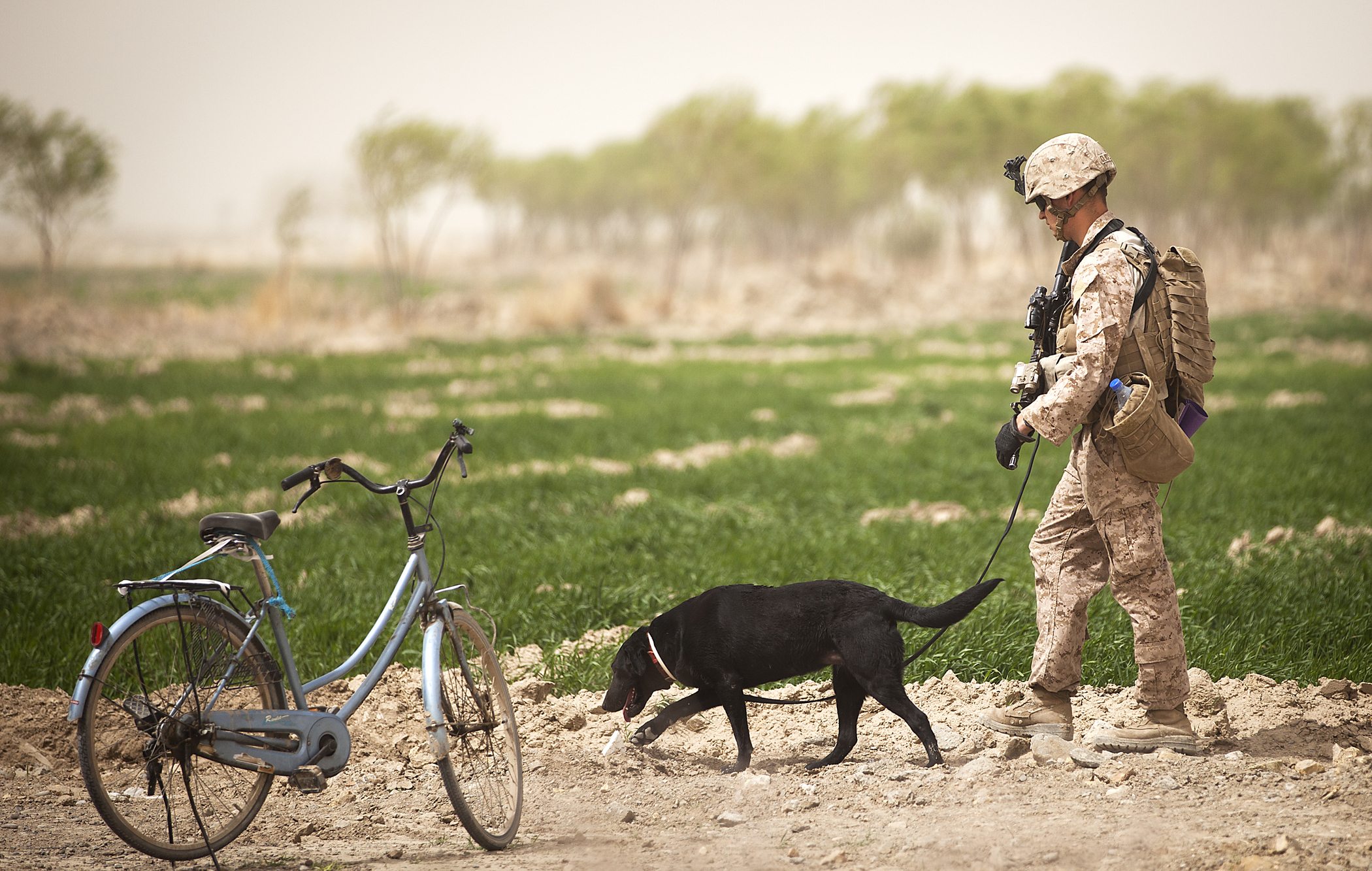 Labrador Retrievers: The Joyful Healers (Image Credits: Wikimedia)