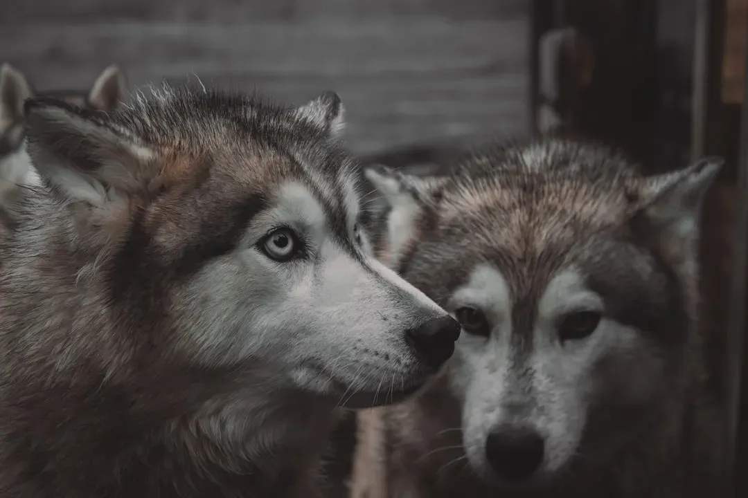 Siberian Husky (Image Credits: Unsplash)