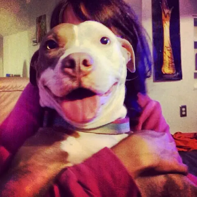 Truth #5: Lifelong Playpups with a Sense of Humor (Image Credits: Flickr)