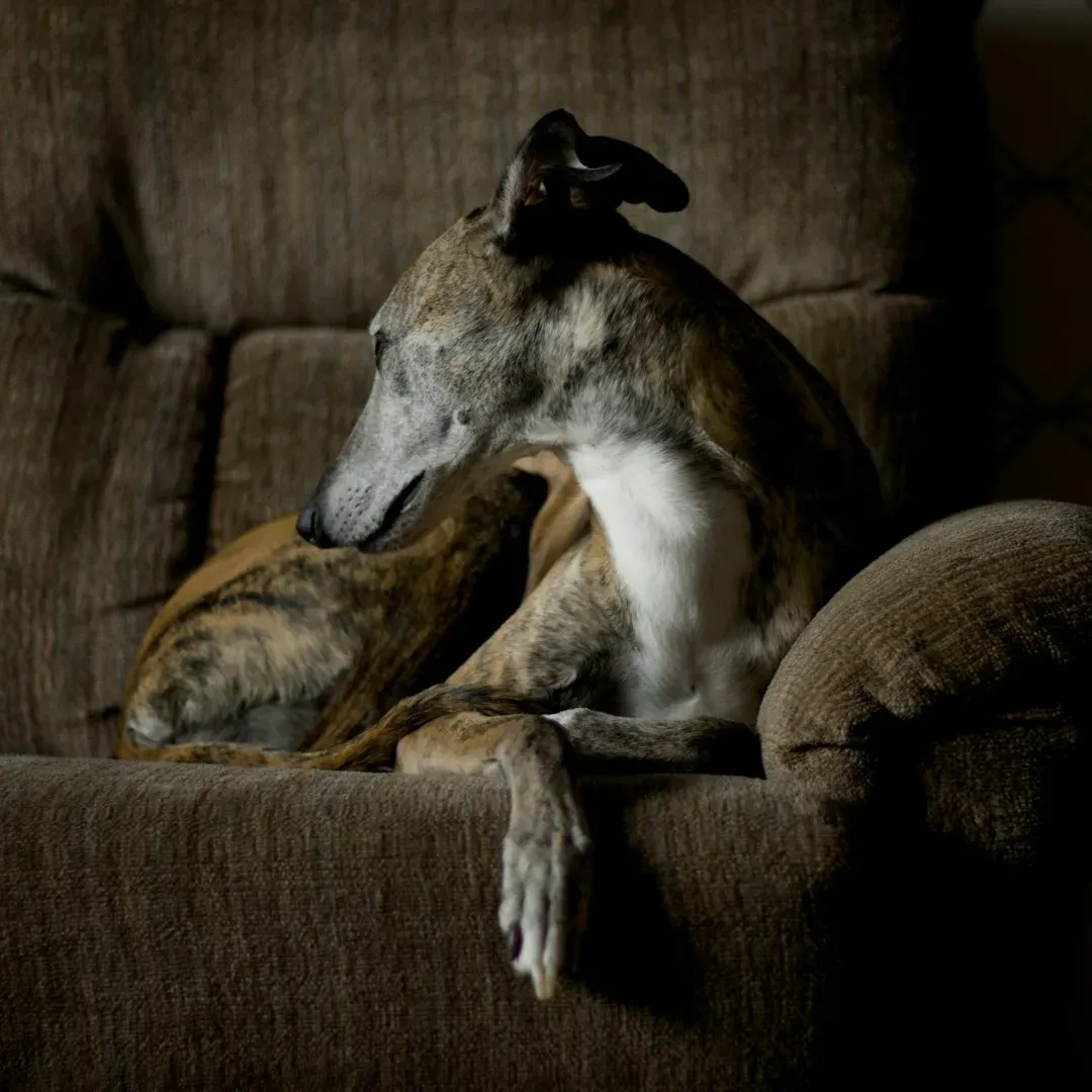 4. Greyhound: The Sprinter Who Loves a Good Nap (Image Credits: Unsplash)