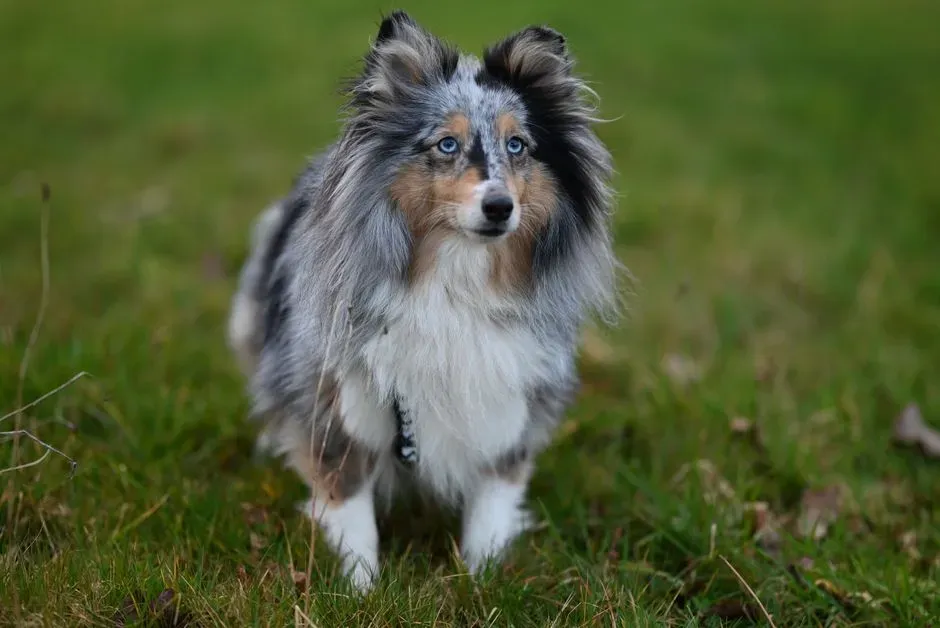 Shetland Sheepdog (Image Credits: Pexels)