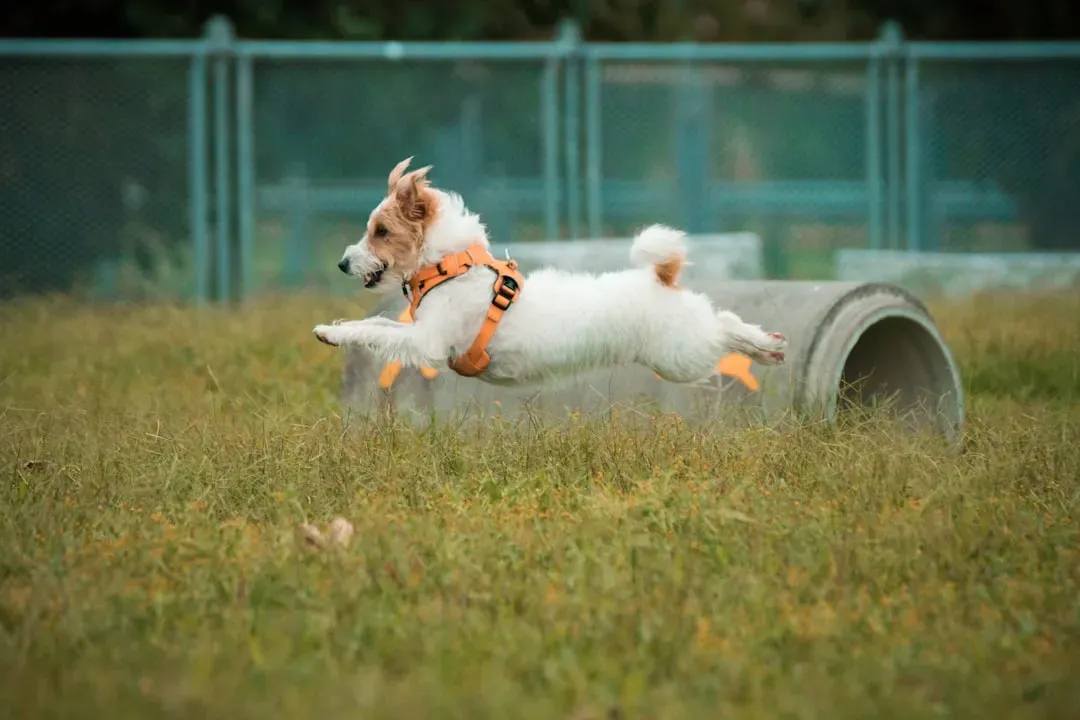 Leo and the Jack Russell Terrier: Playful Performers with Big Personalities (Image Credits: Unsplash)