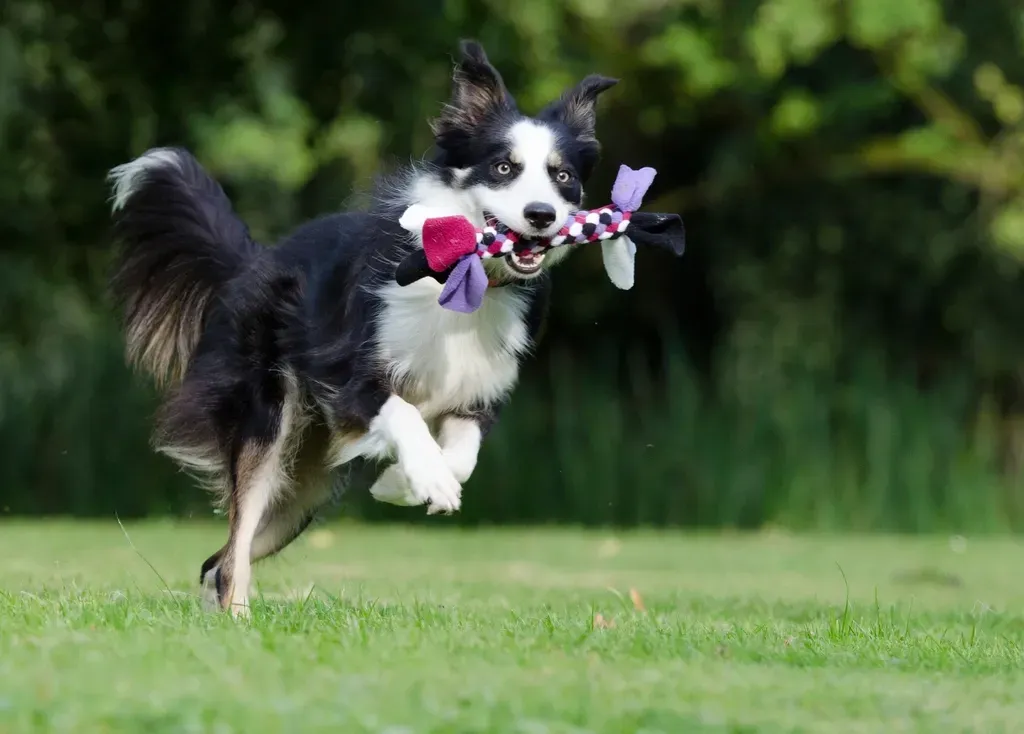 Why Experts Keep Coming Back to This Breed (Image Credits: Rawpixel)