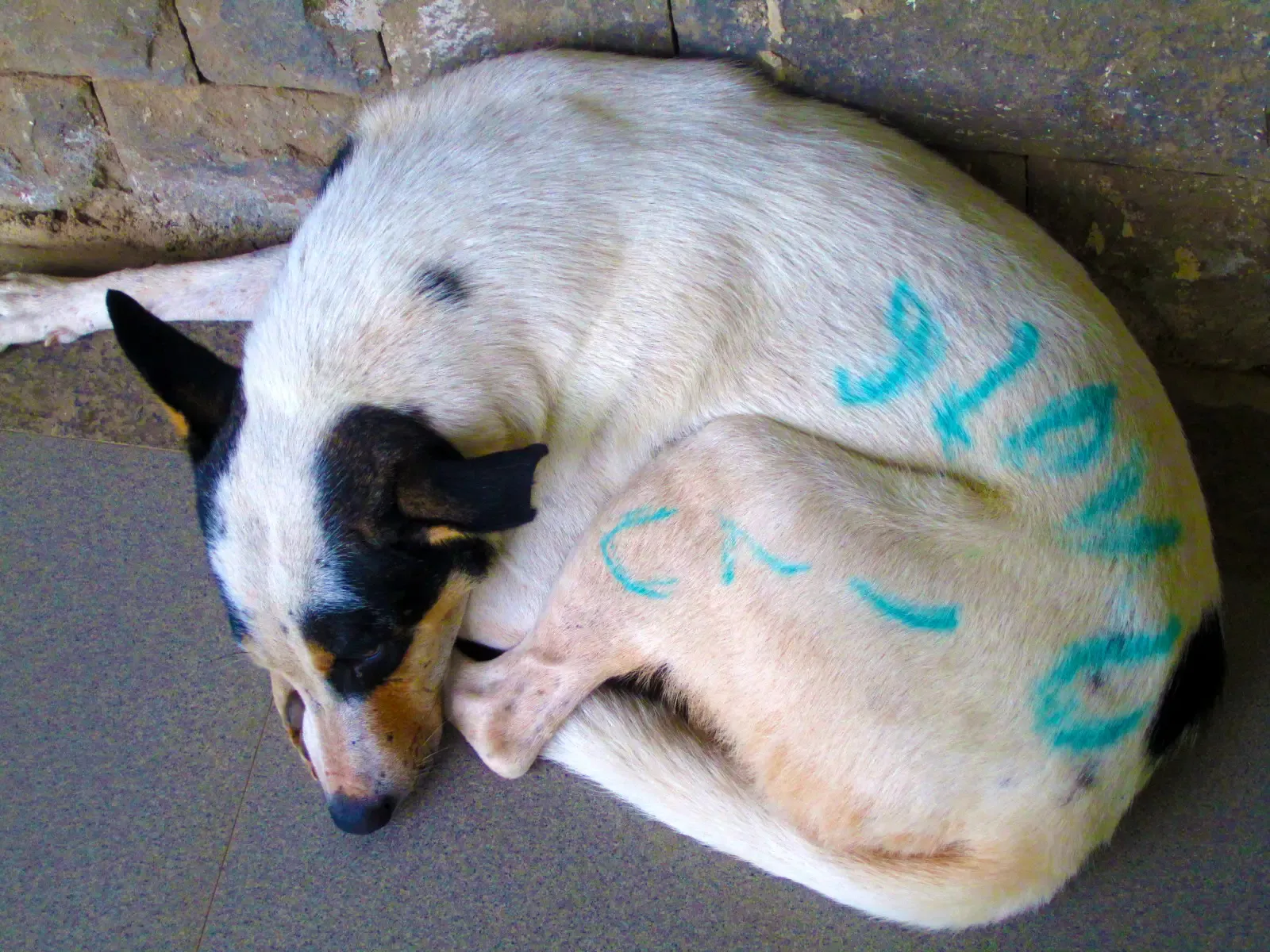 Conclusion: Your Dog’s Sleep Is a Mirror of Their Whole Life (By Ashwini Sukhdeve, CC BY-SA 3.0)