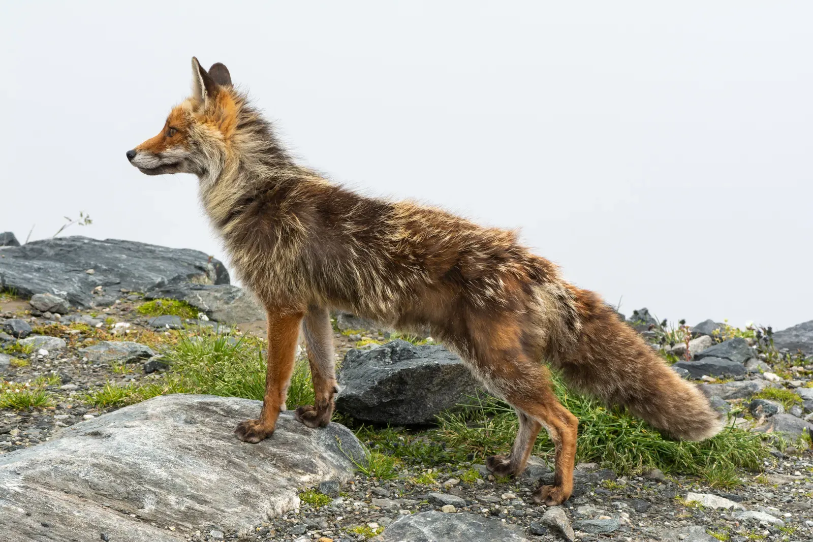 7. They Communicate with a Surprisingly Complex Range of Sounds and Signals (By Uoaei1, CC BY-SA 4.0)