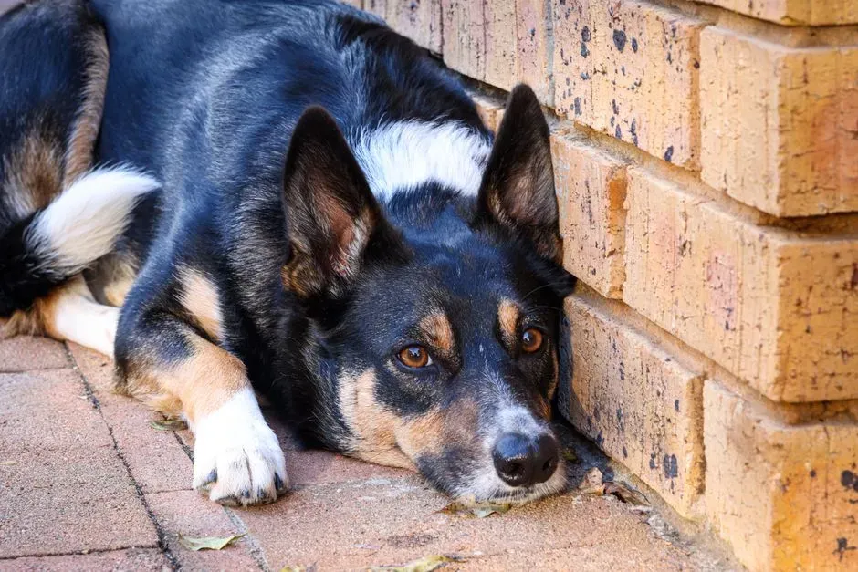 Helping Dogs Feel Safer When Tension Rises (Image Credits: Pexels)