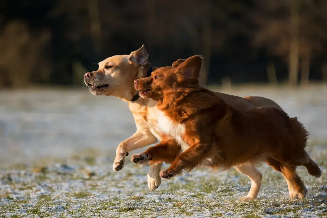 1. The Arc Approach vs. the Head‑On Charge (Image Credits: Unsplash)