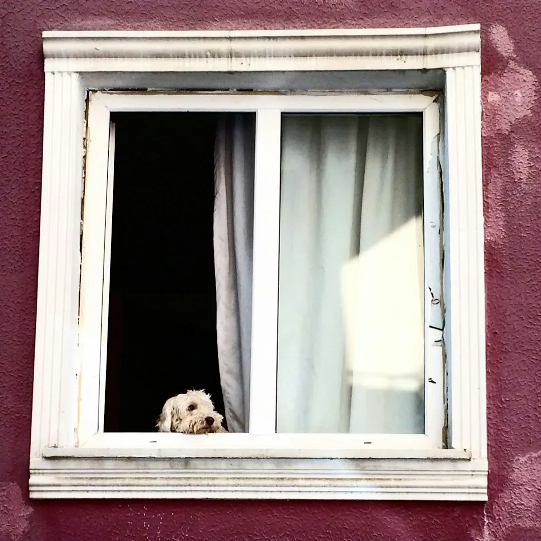 When Window Watching Becomes a Problem (And How to Help) (Image Credits: Unsplash)