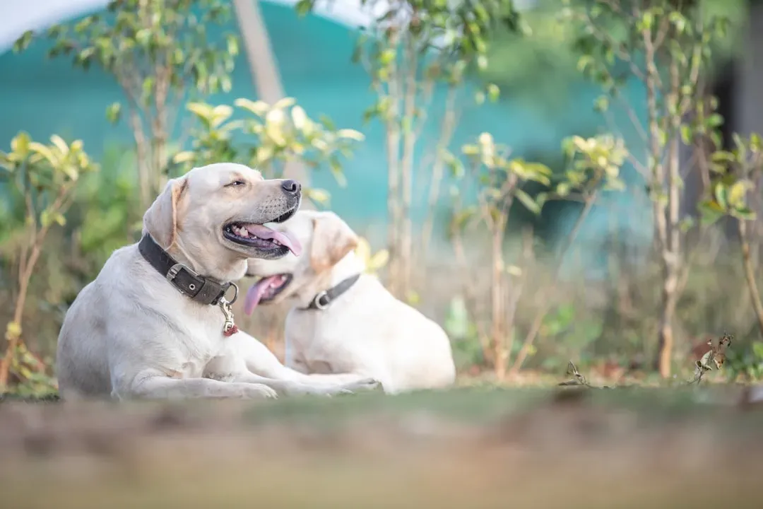 10. Labrador Retriever: The Cuddler That Comes in a Big Body (Image Credits: Unsplash)