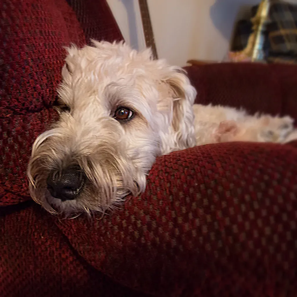 The Couch Potato Breeds Have Their Reasons (Image Credits: Flickr)