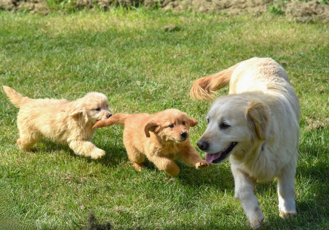 Leo and Golden Retriever (Image Credits: Unsplash)